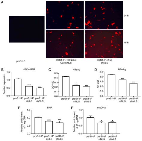 Efficient Delivery Of Hbv Nls Sirnas Into Hepg Cells For Hbv