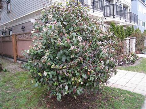 Viburnum tinus (Laurustine, Laurustinus Viburnum) | North Carolina ...