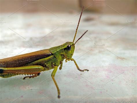 Cricket Close Up High Quality Animal Stock Photos Creative Market