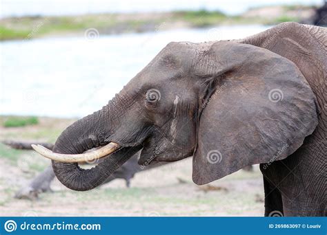 An Elephant Drink In Botswana Stock Image Image Of Adventure Liters