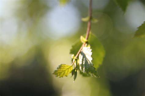 Wallpaper Sunlight Nature Branch Green Yellow Blossom Tree