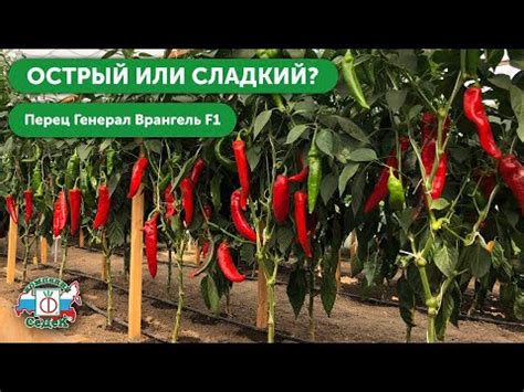 Перец с высокой урожайностью // Генерал Врангель F1 - YouTube