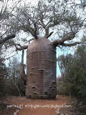 Strange World: Weird Looking Trees