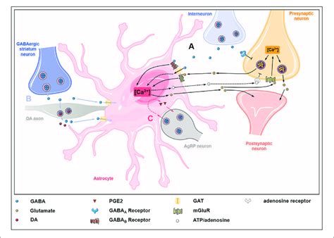 Astrocyte Neuron