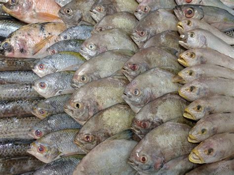 Catfish Tilapia Pomfret And Samge Stock Photo Image Of Freshness