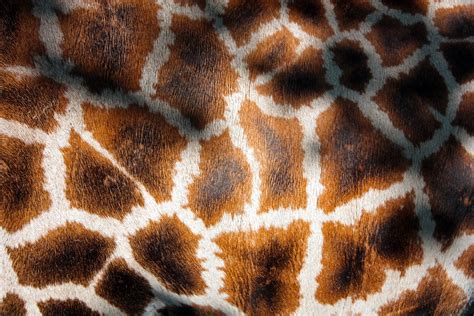 1366x768 Wallpaper Giraffe Skin Textile Peakpx