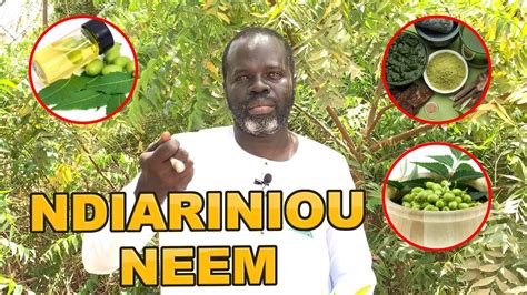 Ndiarignou Garabou Neem Azadirachta Indica Pr Ousmane Ndiaye SAMA