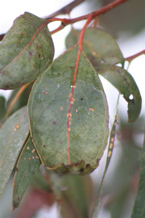 Psyllids and lerps