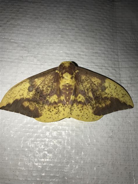 🔥 imperial moth , Central Texas 🔥 : r/NatureIsFuckingLit
