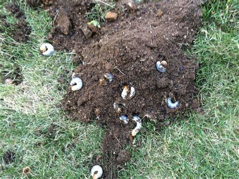 The Easiest Way to Remove White Grubs from Lawns - wikiHow