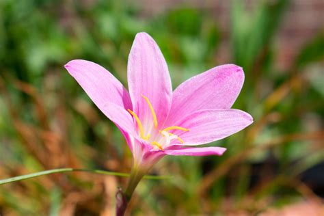 Zephyranthes Robusta Rain Lily Summer Flowering Bulbs Gee Tee