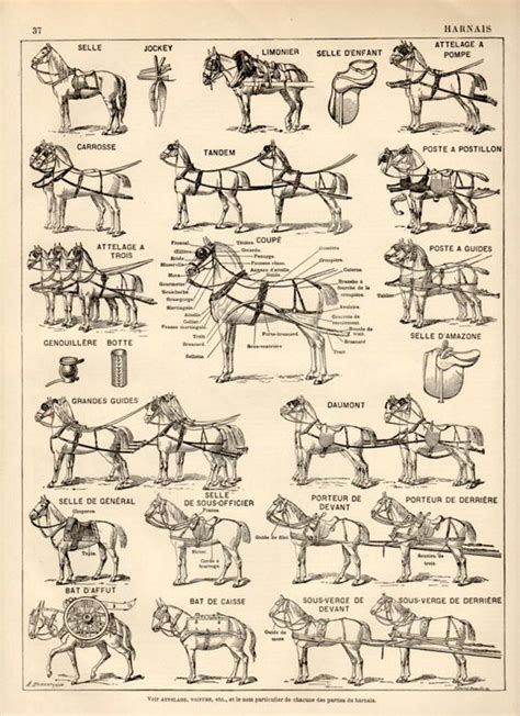 38 draft horse harness diagram - Diagram For You