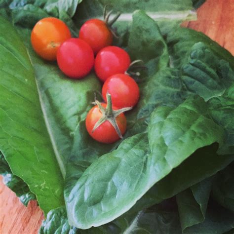 Gambar Menanam Buah Makanan Menghasilkan Sayur Mayur Tomat