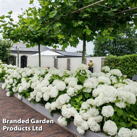 Hydrangea Arborescens Strong Annabelle Thompson Morgan