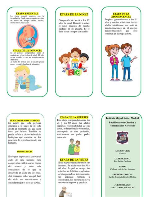 El Documento Resume Las Diferentes Etapas Del Ciclo De Vida Humano