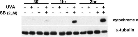 Expression Of A Dominantnegative P38 Mapk Induced Parp Cleavage In