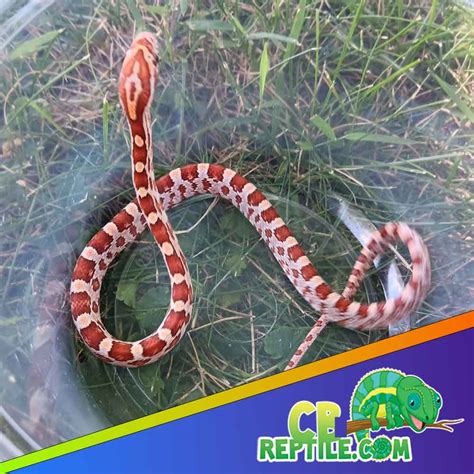 Hypo Corn Snake For Sale Hypo Corn Snakes For Sale Best Prices