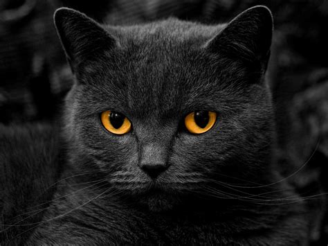 Black Cat Screensavers And Wallpaper Wallpapersafari