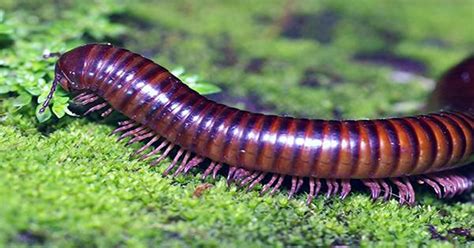 First Millipede Found With Over 1 000 Legs Breaks Leggy World Record