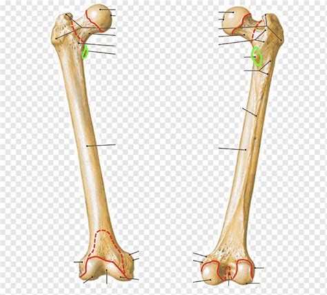 Trochanteric Fossa Of Femur