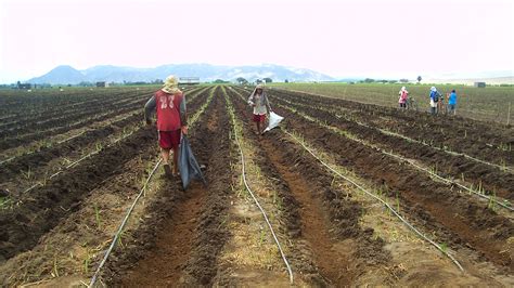 ÁREA AGRICOLA Productos Biológicos del Sur SAC