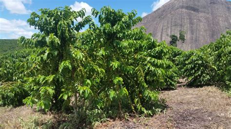 Poda Do Cafeeiro Eleva Produtividade Portal Campo Vivo