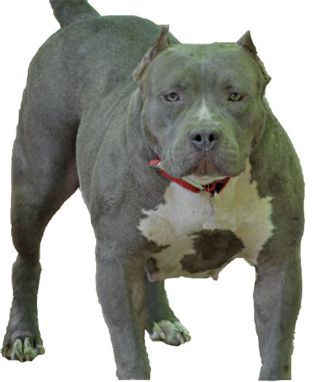 Blue Pitbullsblue Pitbulls For Sale