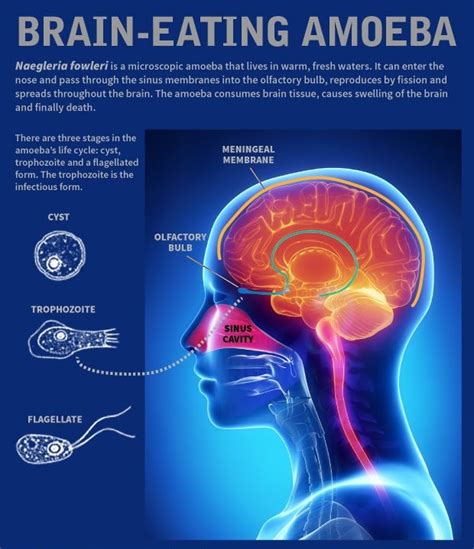 Naegleria Fowleri Brain Eating Amoeba ·