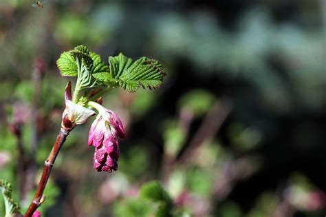 Blommande Vinbär Blommor Växt Gratis foto på Pixabay Pixabay