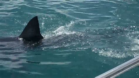 Ravenous Great White Sharks Close Encounters In South Africa YouTube