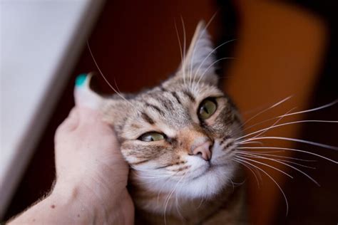 4 características do gato da raça pelo curto brasileiro Portal EdiCase