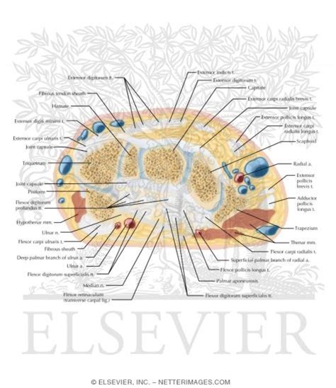 Wrist Anatomy Cross Section