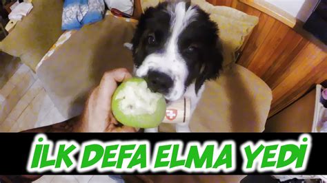 Köpekler elma yer mi İlk defa elma yiyen köpeğin tepkisi YouTube