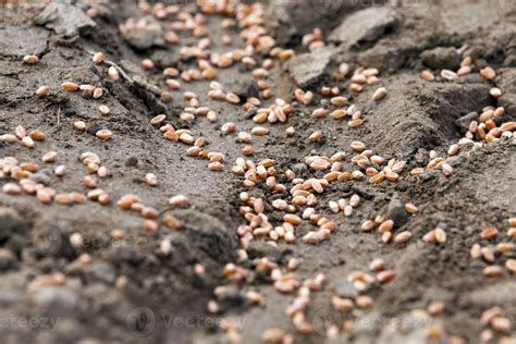 arable agricultural land 9412202 Stock Photo at Vecteezy