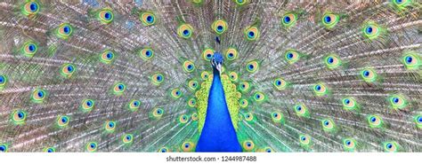 Beautiful Indian Peacock Peacock Feathers Peacocks Stock Photo ...