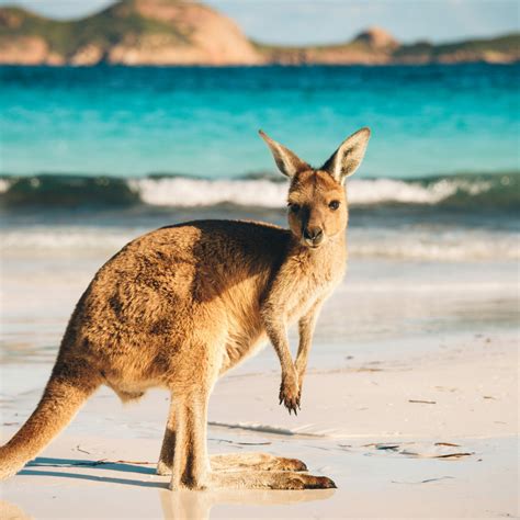 Quarterly Tourism In Australia | Kaggle