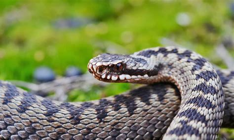 Viper Animal Facts - A-Z Animals