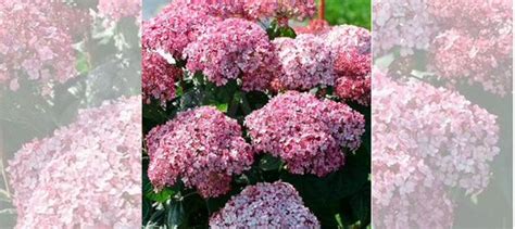 Гортензия древов Кандибель Баблгам цветущая купить в Котельниках ...
