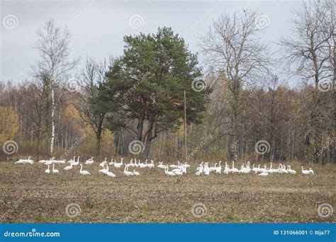 Winter is Coming. Crowd of Whooper Swans before Migration on ...