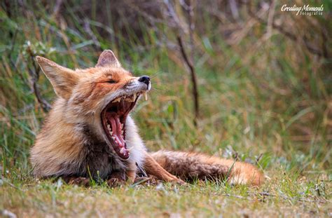 Red Fox yawning : r/badassanimals