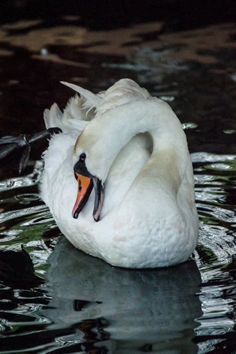 Close-Up Shot of a Swan · Free Stock Photo