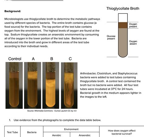 Bacterial Broth — The Wonder of Science