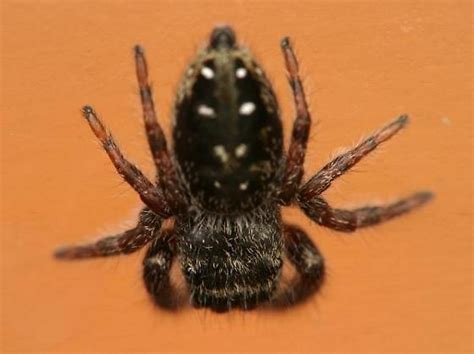 Jumping Spider With White Dots On Black Abdomen White Stripe Under Eyes Phidippus Bugguidenet