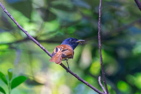 Terpsiphone Incei Amur Paradise Flycatcher 57Andrew Flickr