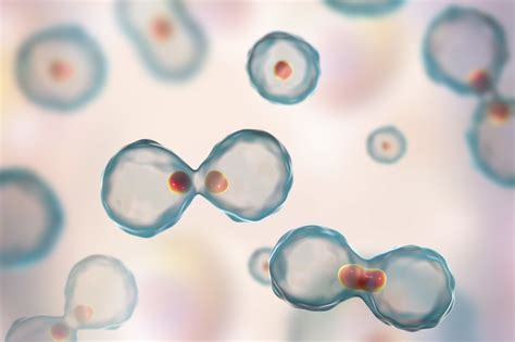 Fajarv: Prophase Mitosis Microscope