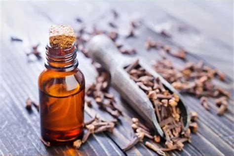 Clove Essential Oil At Rs Kg Lavang Tel In Ghaziabad Id