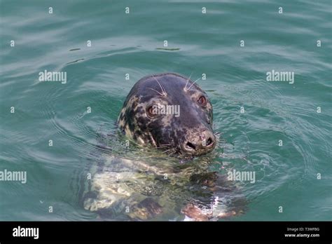 Wildtier Versiegeln Fotos Und Bildmaterial In Hoher Aufl Sung Alamy