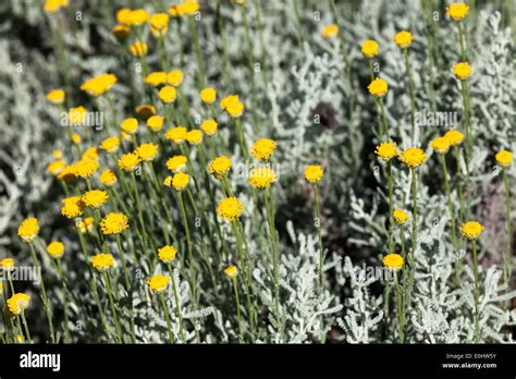 Santolina rosmarinifolia santolina hi-res stock photography and images ...