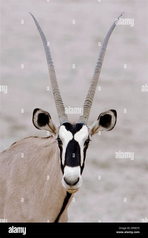 Close Up Eye Oryx Gemsbok Hi Res Stock Photography And Images Alamy