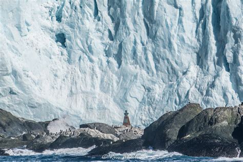 Antarctica Elephant Island Weddell Sea Polar Circle PLA31 24